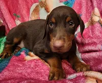 Charlotte, a female Doberman Pinscher for sale in Beaumont, TX – Photo 4 of 4