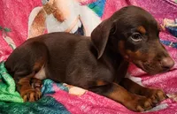 Charlotte, a female Doberman Pinscher for sale in Beaumont, TX – Photo 3 of 4