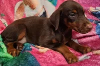 Charlotte, a female Doberman Pinscher for sale in Beaumont, TX – Photo 2 of 4