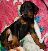 Dyson , a male Doberman Pinscher for sale in Beaumont, TX – Photo 2 of 3