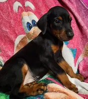 Dyson , a male Doberman Pinscher for sale in Beaumont, TX – Photo 3 of 3