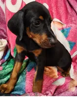 Dyson , a male Doberman Pinscher for sale in Beaumont, TX – Photo 1 of 3