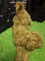 Teddy, a male Poodle - Standard  for sale in Beaumont, TX – Photo 3 of 4