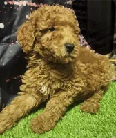 Teddy, a male Poodle - Standard  for sale in Beaumont, TX – Photo 1 of 4