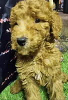 Teddy, a male Poodle - Standard  for sale in Beaumont, TX – Photo 4 of 4