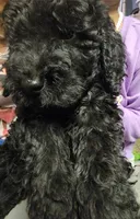 Milo, a male Poodle - Standard  for sale in Beaumont, TX – Photo 3 of 4