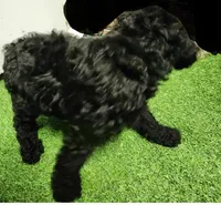 Milo, a male Poodle - Standard  for sale in Beaumont, TX – Photo 4 of 4