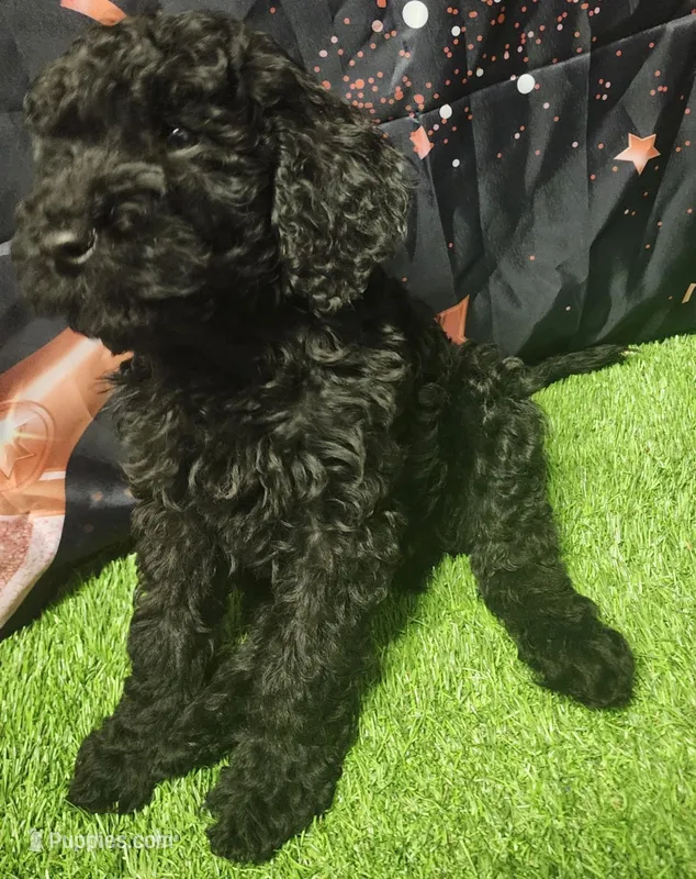 Milo – Poodle - Standard  puppy for sale in Beaumont, TX