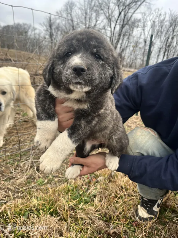 Blue Girl, a female Anatolian Shepherd Dog and Great Pyrenees for sale in Knoxville, TN – Photo 1 of 6