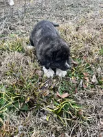 Blue Girl, a female Anatolian Shepherd Dog and Great Pyrenees for sale in Knoxville, TN – Photo 4 of 6