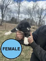 Blue Girl, a female Anatolian Shepherd Dog and Great Pyrenees for sale in Knoxville, TN – Photo 2 of 6