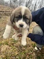Green Boy, a male Anatolian Shepherd Dog and Great Pyrenees for sale in Knoxville, TN – Photo 1 of 6