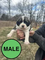 Green Boy, a male Anatolian Shepherd Dog and Great Pyrenees for sale in Knoxville, TN – Photo 2 of 6