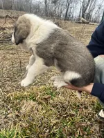 Green Boy, a male Anatolian Shepherd Dog and Great Pyrenees for sale in Knoxville, TN – Photo 3 of 6