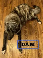 Green Boy, a male Anatolian Shepherd Dog and Great Pyrenees for sale in Knoxville, TN – Photo 5 of 6