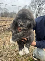 Pink Boy, a male Anatolian Shepherd Dog and Great Pyrenees for sale in Knoxville, TN – Photo 1 of 6