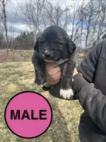 Pink Boy, a male Anatolian Shepherd Dog and Great Pyrenees for sale in Knoxville, TN – Photo 2 of 6