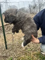 Pink Boy, a male Anatolian Shepherd Dog and Great Pyrenees for sale in Knoxville, TN – Photo 3 of 6