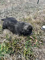 Pink Boy, a male Anatolian Shepherd Dog and Great Pyrenees for sale in Knoxville, TN – Photo 4 of 6