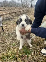 Orange Girl, a female Anatolian Shepherd Dog and Great Pyrenees for sale in Knoxville, TN – Photo 1 of 6