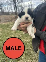 Red Boy, a male Anatolian Shepherd Dog and Great Pyrenees for sale in Knoxville, TN – Photo 2 of 6