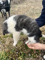 Red Boy, a male Anatolian Shepherd Dog and Great Pyrenees for sale in Knoxville, TN – Photo 3 of 6