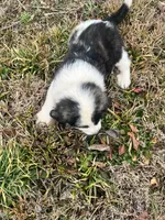 Red Boy, a male Anatolian Shepherd Dog and Great Pyrenees for sale in Knoxville, TN – Photo 4 of 6