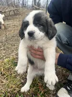 Red Boy, a male Anatolian Shepherd Dog and Great Pyrenees for sale in Knoxville, TN – Photo 1 of 6