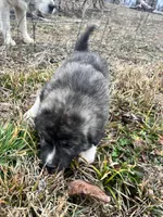 Purple Boy, a male Anatolian Shepherd Dog and Great Pyrenees for sale in Knoxville, TN – Photo 4 of 6