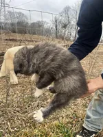 Purple Boy, a male Anatolian Shepherd Dog and Great Pyrenees for sale in Knoxville, TN – Photo 3 of 6