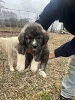 Purple Boy, a male Anatolian Shepherd Dog and Great Pyrenees for sale in Knoxville, TN – Photo 1 of 6