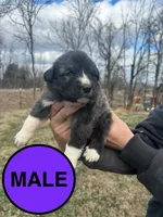 Purple Boy, a male Anatolian Shepherd Dog and Great Pyrenees for sale in Knoxville, TN – Photo 2 of 6
