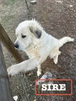 Purple Boy, a male Anatolian Shepherd Dog and Great Pyrenees for sale in Knoxville, TN – Photo 6 of 6