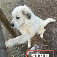 Yellow Girl, a female Anatolian Shepherd Dog and Great Pyrenees for sale in Knoxville, TN – Photo 6 of 6