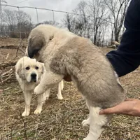 Yellow Girl, a female Anatolian Shepherd Dog and Great Pyrenees for sale in Knoxville, TN – Photo 3 of 6