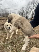 Yellow Girl, a female Anatolian Shepherd Dog and Great Pyrenees for sale in Knoxville, TN – Photo 3 of 6
