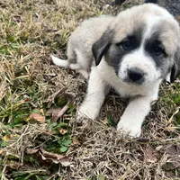 Yellow Girl, a female Anatolian Shepherd Dog and Great Pyrenees for sale in Knoxville, TN – Photo 4 of 6