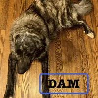 Yellow Girl, a female Anatolian Shepherd Dog and Great Pyrenees for sale in Knoxville, TN – Photo 5 of 6