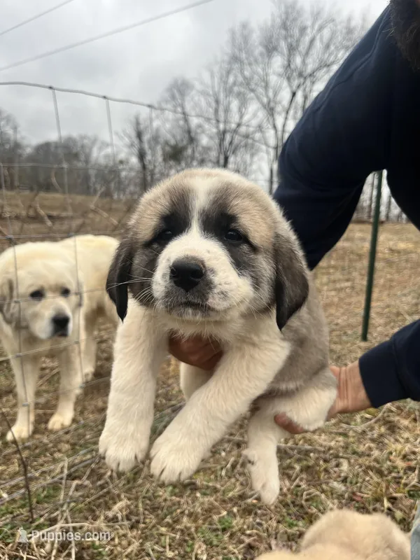 Yellow Girl, a female Anatolian Shepherd Dog and Great Pyrenees for sale in Knoxville, TN – Photo 1 of 6