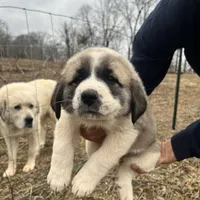 Yellow Girl, a female Anatolian Shepherd Dog and Great Pyrenees for sale in Knoxville, TN – Photo 1 of 6