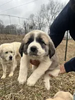 Yellow Girl, a female Anatolian Shepherd Dog and Great Pyrenees for sale in Knoxville, TN – Photo 1 of 6