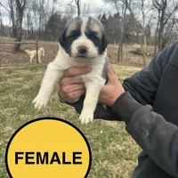 Yellow Girl, a female Anatolian Shepherd Dog and Great Pyrenees for sale in Knoxville, TN – Photo 2 of 6