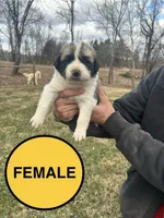 Yellow Girl, a female Anatolian Shepherd Dog and Great Pyrenees for sale in Knoxville, TN – Photo 2 of 6