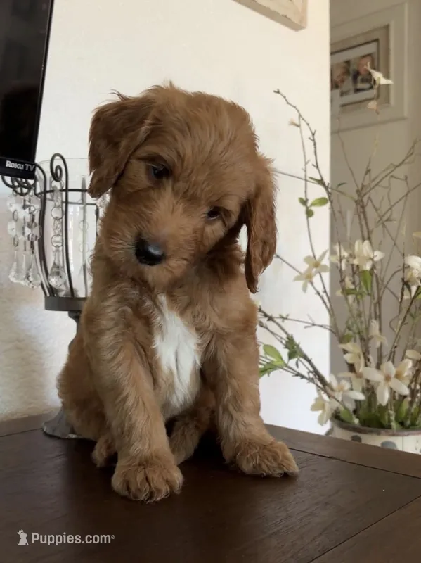 Upcoming Litter F1 Goldendoodles  – Goldendoodle, Golden Retriever puppy for sale in Lincoln, CA