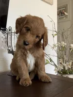 Upcoming Litter F1 Goldendoodles , a  Goldendoodle and Golden Retriever for sale in Lincoln, CA – 2 of 2