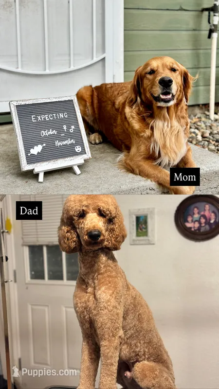 Upcoming Litter F1 Goldendoodles  – Goldendoodle, Golden Retriever puppy for sale in Lincoln, CA