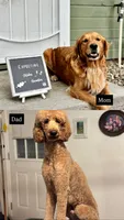 Upcoming Litter F1 Goldendoodles , a  Goldendoodle and Golden Retriever for sale in Lincoln, CA – 1 of 2