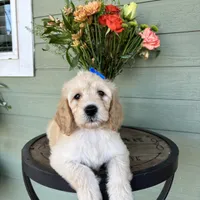 F1 Goldendoodles , a  Goldendoodle and Golden Retriever for sale in Lincoln, CA – 4 of 5