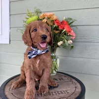 F1 Goldendoodles , a  Goldendoodle and Golden Retriever for sale in Lincoln, CA – 5 of 5