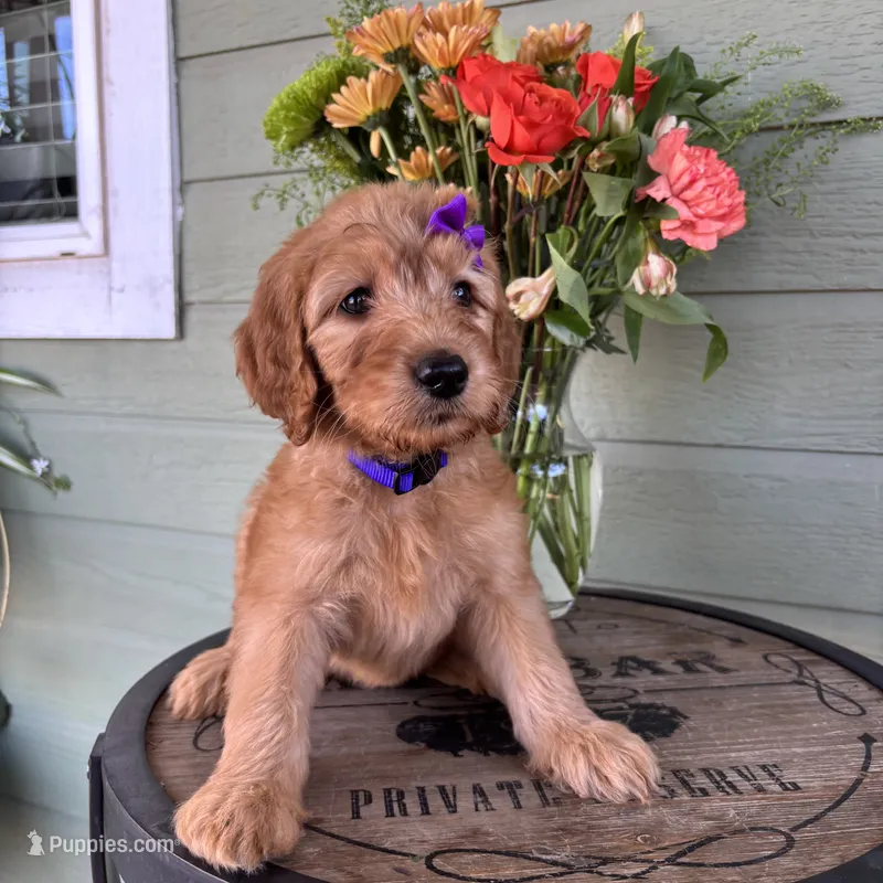 F1 Goldendoodles  – Goldendoodle, Golden Retriever puppy for sale in Lincoln, CA